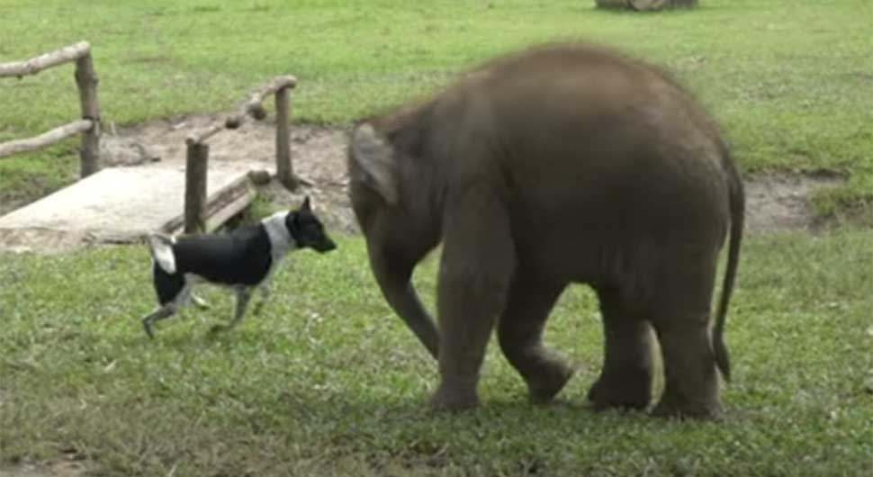 slon i pas.jpg